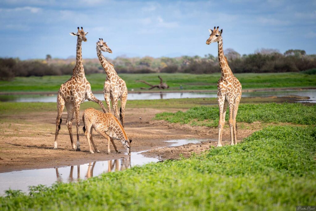 534 giraffen