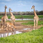 534 giraffen
